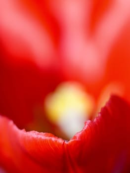 Tulip red