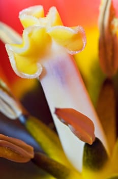 Tulip stamps