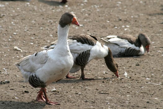 Poultry....
