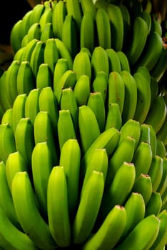BANANA TREE