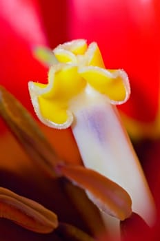 Tulip Stamp II