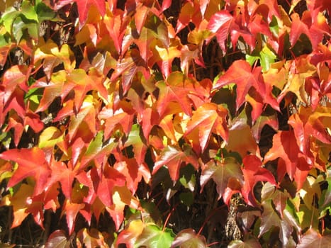 Grape leaves in autumn