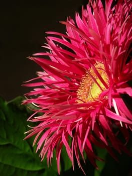 Gerbera