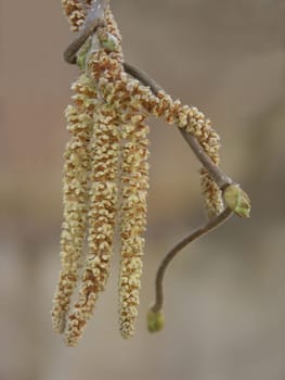 Corkscrew hazel