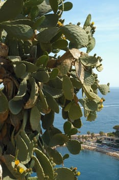 Cacti