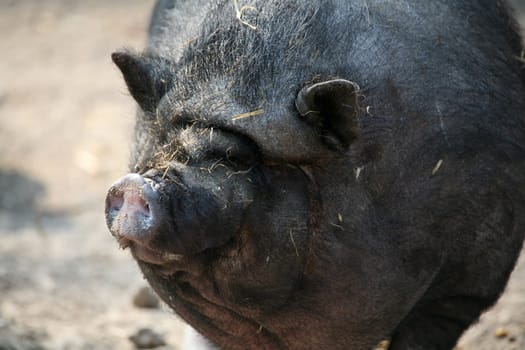 Pot-bellied pig