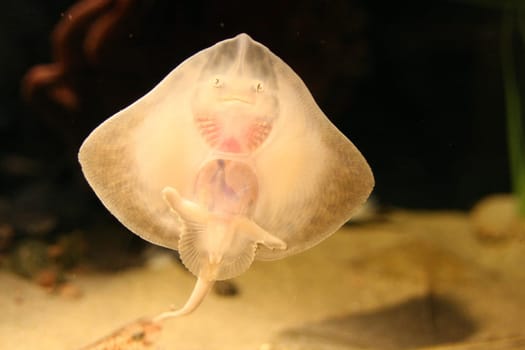 Baby Stingray2