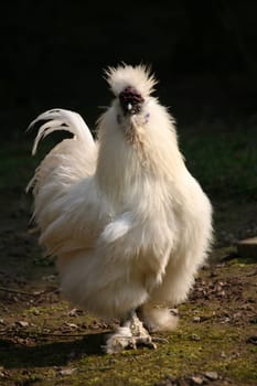 Japanese silk chicken