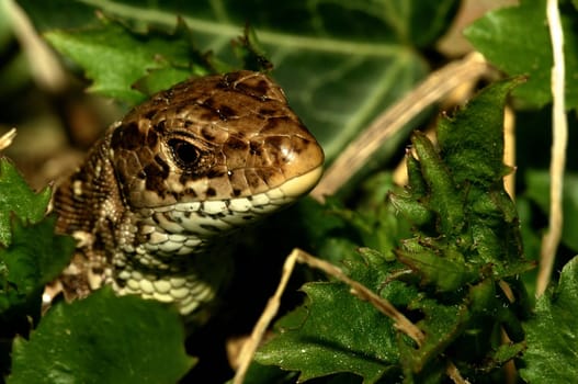 The wall lizard reaches a total length of up to 25 cm. She is slender and often appears flattened in the dorsal area due to her body length. The collar is usually smooth-edged,the dorsal scales slightly keeled. The tail can double