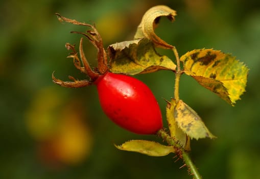 Rose hip