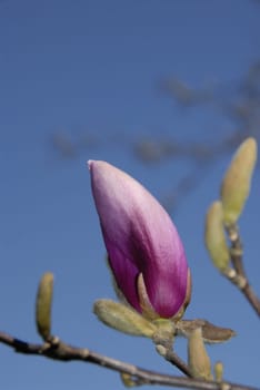 Magnolia blossom