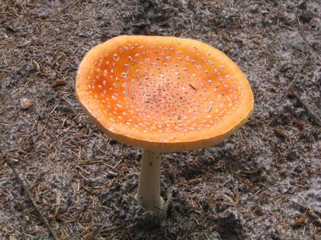 Fly agaric