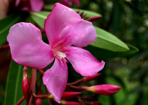 OLEANDER FLOWERS