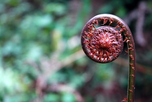 Fern fronds before rolling out