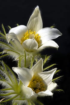 The spring cowbell is a perennial,herbaceous plant that reaches heights of 5 to 15 cm. Its light green,basal leaves are single-pinnate,with two to three pairs of pinnates. The flowers,which are purple on the outside and white on the inside,have