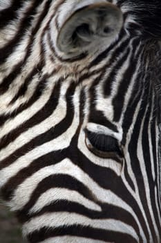 Grantzebra