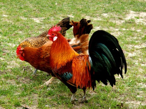 Rooster in the basket