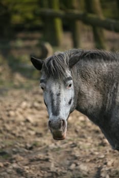 Portrait of a mount