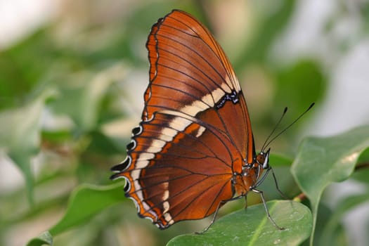 Lace wings from South Asia