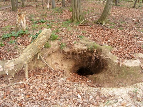In the woods