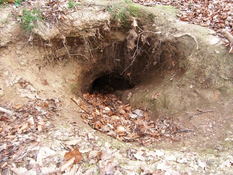 Burrow