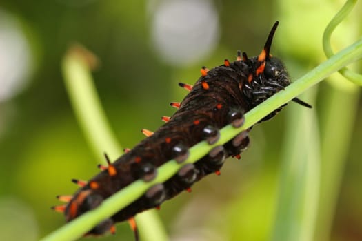 Like the moths,the caterpillars can also be divided into three areas: the head,chest and abdomen. The head is usually hardened by chitinous deposits. On the underside on the outside,they usually have six point eyes (stemmata). The most important thing and the most important thing is to