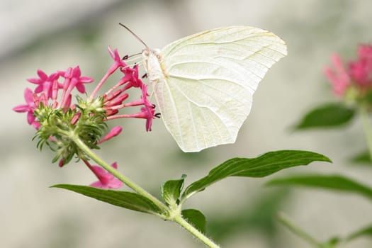 Spotted lemon butterfly drinks nectar