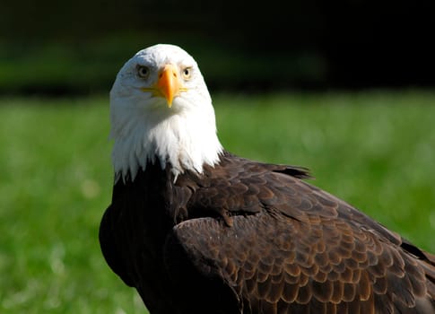 Eagle's eye view