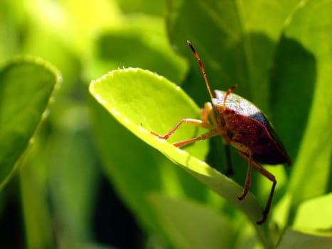 Green stink bug