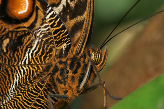 The undersides of the wings are strongly patterned brown,black and cream. On the hind wing there is a large black eyespot,which is thinly bordered beige and black. This resembles owl eyes and serves to deter enemies.