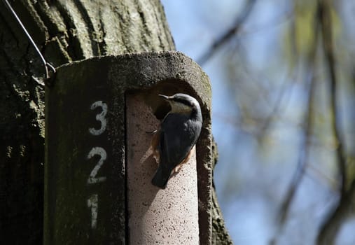 Nuthatch II