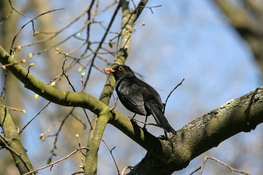 Blackbird