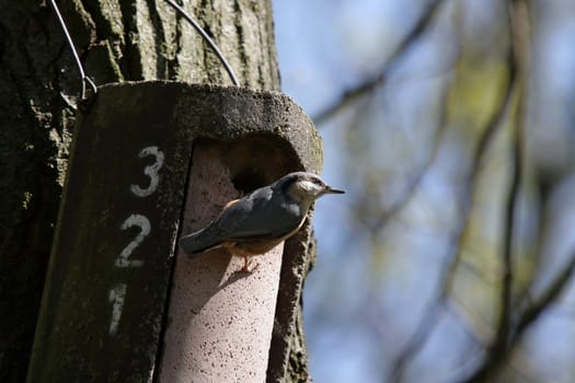 The name comes from the fact that the nuthatch glues the entrance of nesting burrows of other birds,such as woodpeckers,with clay in order to use them themselves. Nuthatches build the entrance from the nest just big enough to fit through to the cave in front of the Z