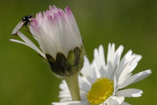 If someone could help me with the name of this fly-like animal,I would be very grateful