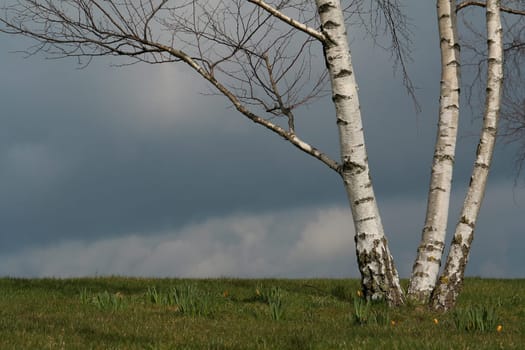 Birch