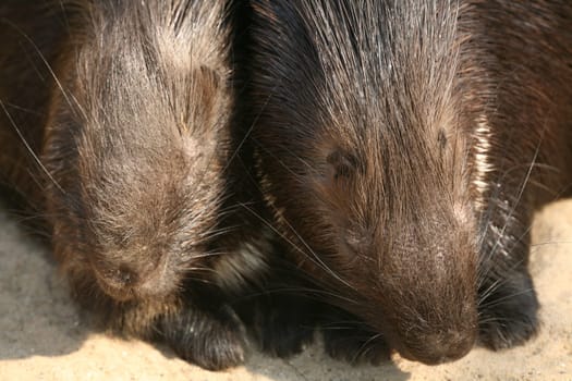 Porcupine pair