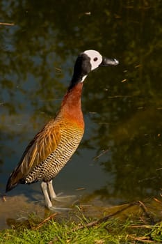 Goose Beautiful