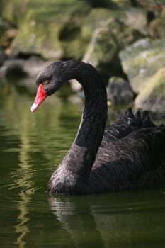 The black swan is the only almost completely black swan and also has the longest neck of all swans.