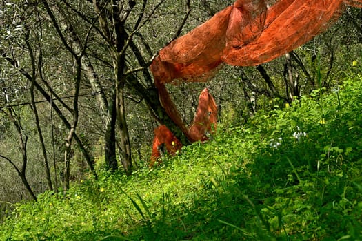 Spring in Liguria
