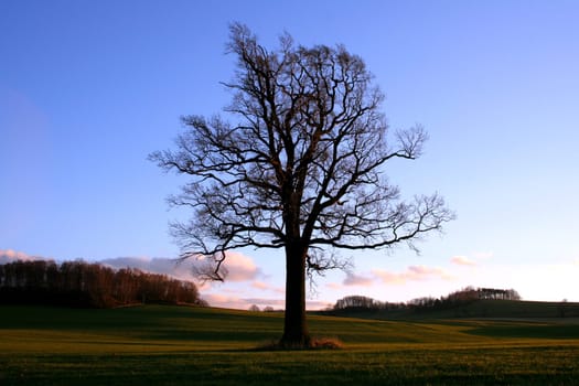 Nature - Idyll 3