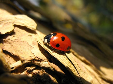 Ladybird