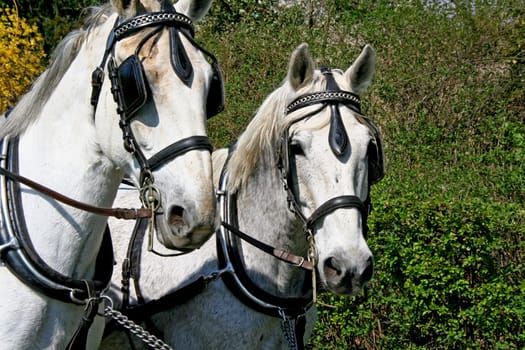 I know,it's a shame about the ears. But the carriage unexpectedly passed me. But I still like it.