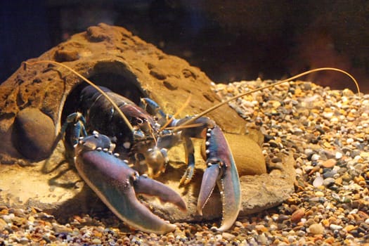 Lobster