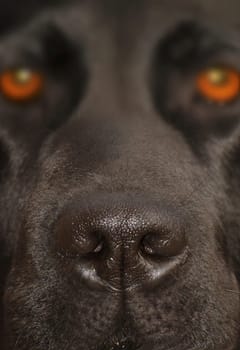 Dog's snout
