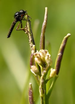 The March fly can be found throughout Europe and parts of Asia between March and May. They are often seen hanging in large quantities on bushes and small plants. They prefer to stay in open areas,which are often close to water bodies