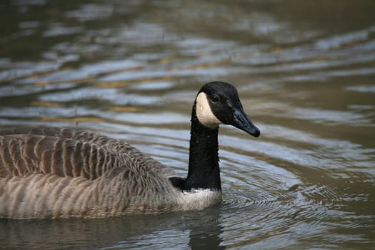 Canada goose