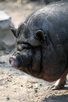 Pot-bellied pig