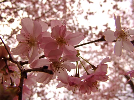 Ornamental cherry