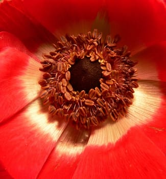 Anemone seeds 2