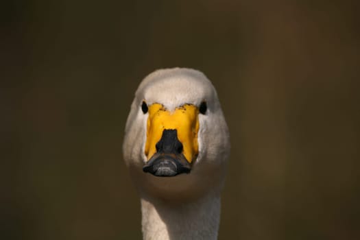 Cygnus cygnus